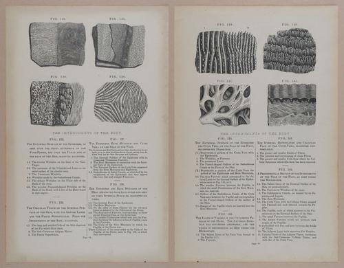 E309 - Anatomical Atlas - 8132-8133