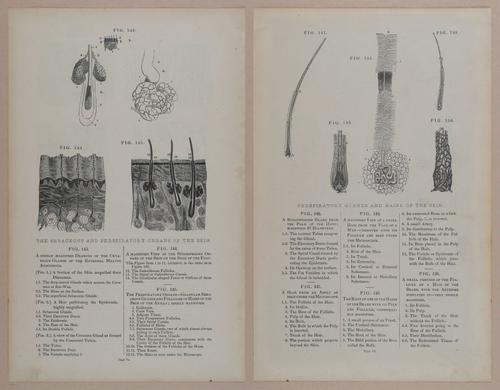 E309 - Anatomical Atlas - 8134-8135