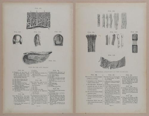 E309 - Anatomical Atlas - 8136-8137