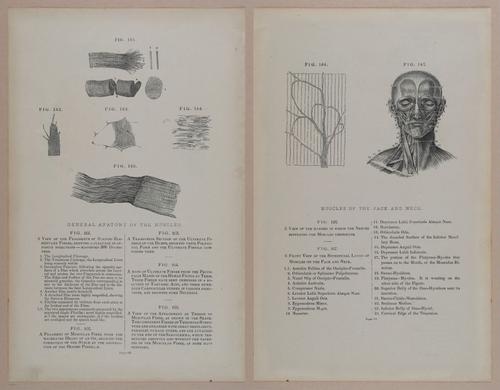 E309 - Anatomical Atlas - 8138-8139