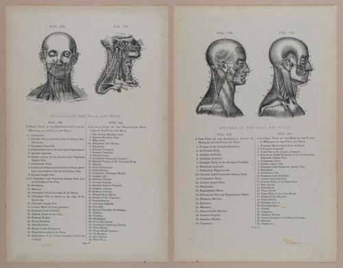 E309 - Anatomical Atlas - 8140-8141
