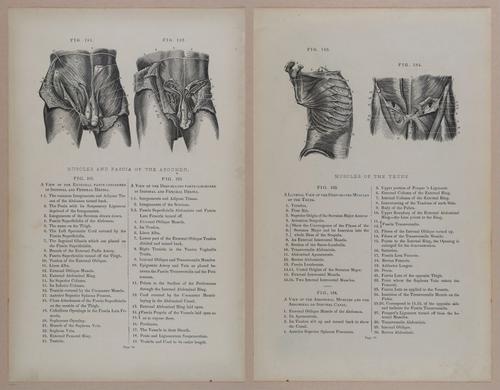 E309 - Anatomical Atlas - 8146-8147