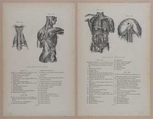 E309 - Anatomical Atlas - 8148-8149