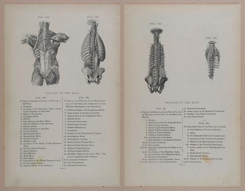 E309 - Anatomical Atlas - 8150-8151