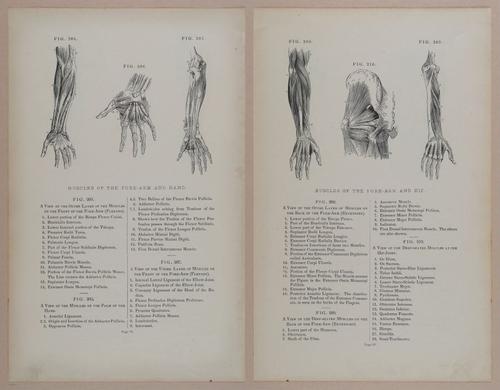 E309 - Anatomical Atlas - 8156-8157
