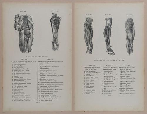 E309 - Anatomical Atlas - 8158-8159