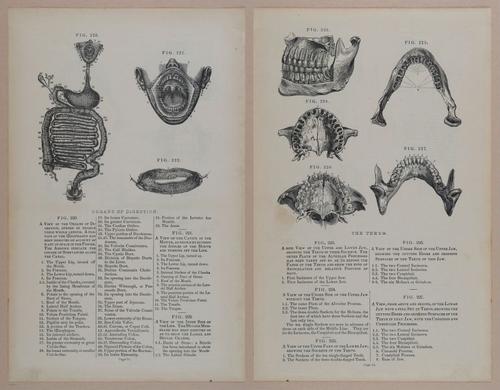 E309 - Anatomical Atlas - 8162-8163