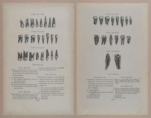 E309 - Anatomical Atlas - 8164-8165