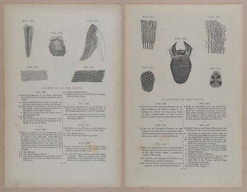E309 - Anatomical Atlas - 8166-8167
