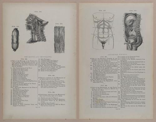 E309 - Anatomical Atlas - 8172-8173