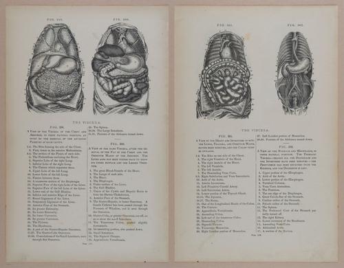 E309 - Anatomical Atlas - 8174-8175