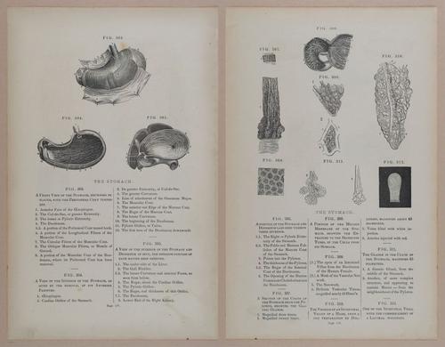 E309 - Anatomical Atlas - 8176-8177