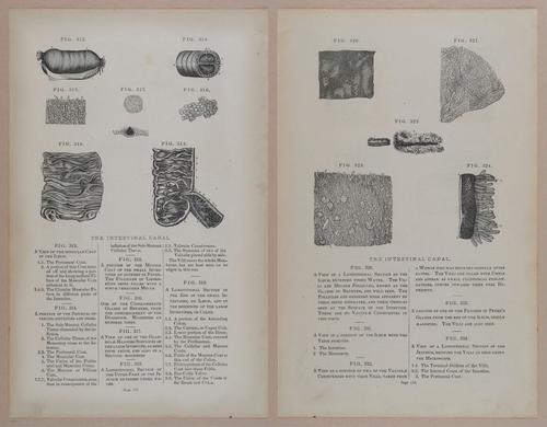 E309 - Anatomical Atlas - 8178-8179