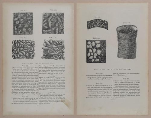 E309 - Anatomical Atlas - 8182-8183