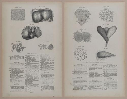 E309 - Anatomical Atlas - 8184-8185
