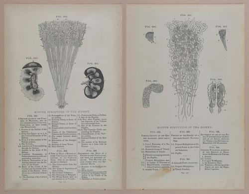 E309 - Anatomical Atlas - 8188-8189