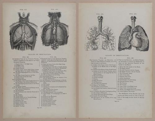 E309 - Anatomical Atlas - 8204-8205