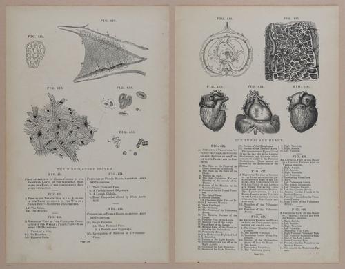 E309 - Anatomical Atlas - 8206-8207