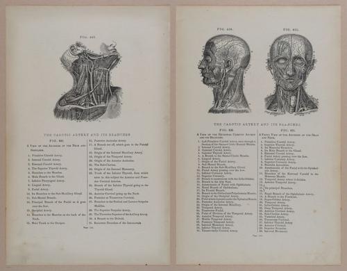 E309 - Anatomical Atlas - 8210-8211