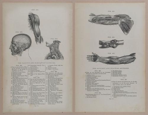 E309 - Anatomical Atlas - 8212-8213