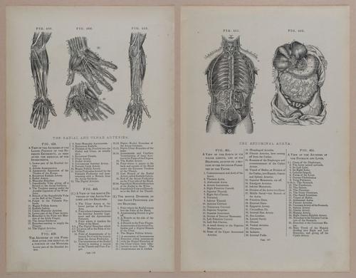 E309 - Anatomical Atlas - 8214-8215