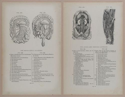 E309 - Anatomical Atlas - 8216-8217