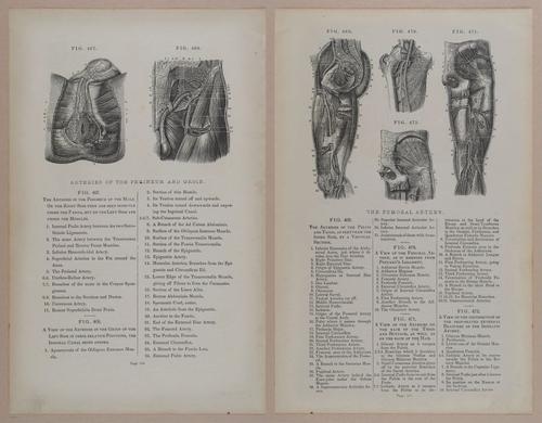 E309 - Anatomical Atlas - 8218-8219