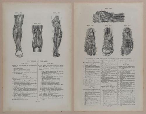 E309 - Anatomical Atlas - 8220-8221