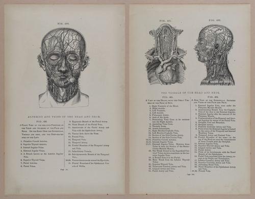 E309 - Anatomical Atlas - 8222-8223