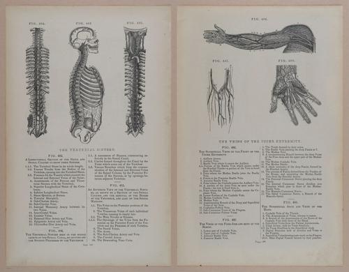E309 - Anatomical Atlas - 8224-8225