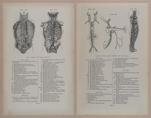E309 - Anatomical Atlas - 8226-8227