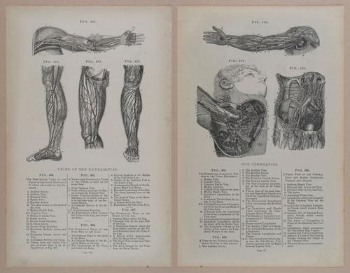 E309 - Anatomical Atlas - 8228-8229