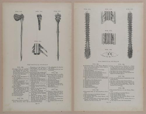 E309 - Anatomical Atlas - 8234-8235