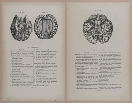 E309 - Anatomical Atlas - 8240-8241