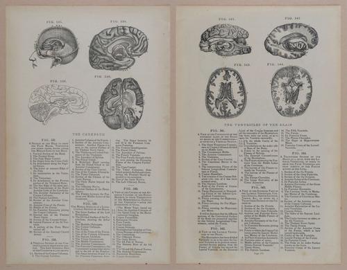 E309 - Anatomical Atlas - 8242-8243
