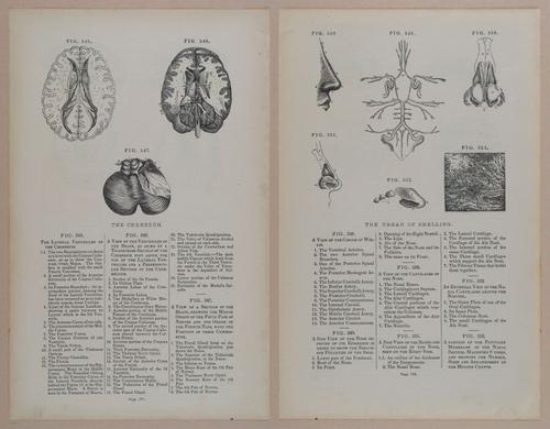 E309 - Anatomical Atlas - 8244-8245