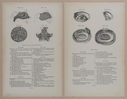 E309 - Anatomical Atlas - 8246-8247