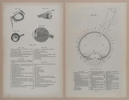 E309 - Anatomical Atlas - 8248-8249