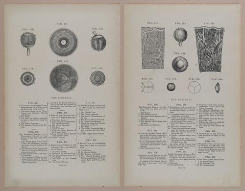 E309 - Anatomical Atlas - 8250-8251
