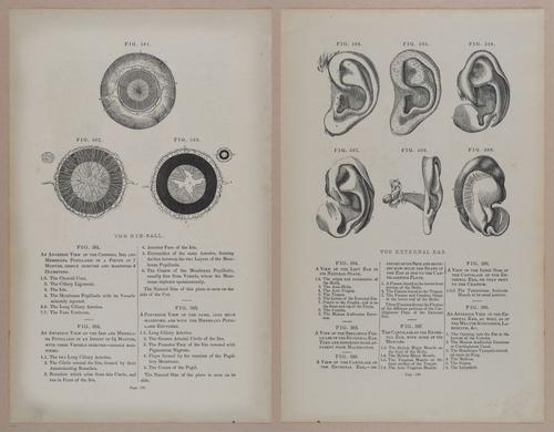 E309 - Anatomical Atlas - 8252-8253