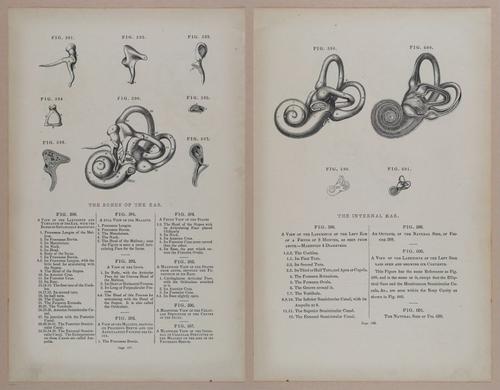 E309 - Anatomical Atlas - 8254-8255