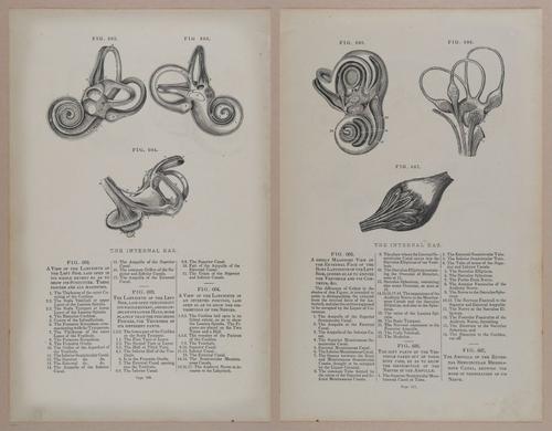 E309 - Anatomical Atlas - 8256-8257