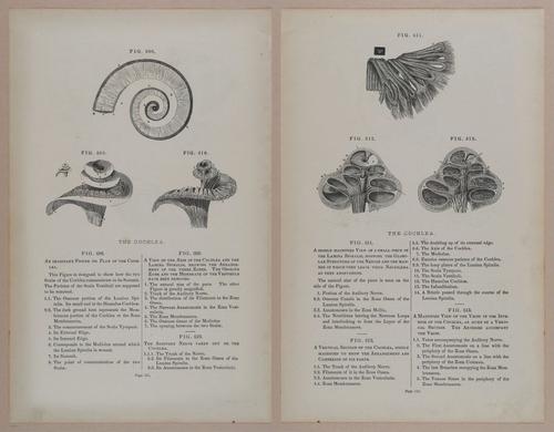 E309 - Anatomical Atlas - 8258-8259