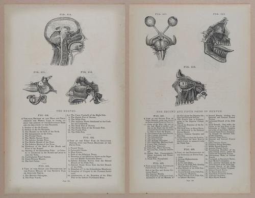 E309 - Anatomical Atlas - 8260-8261