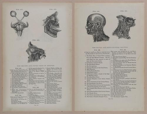 E309 - Anatomical Atlas - 8262-8263