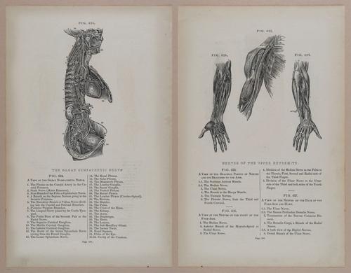 E309 - Anatomical Atlas - 8264-8265