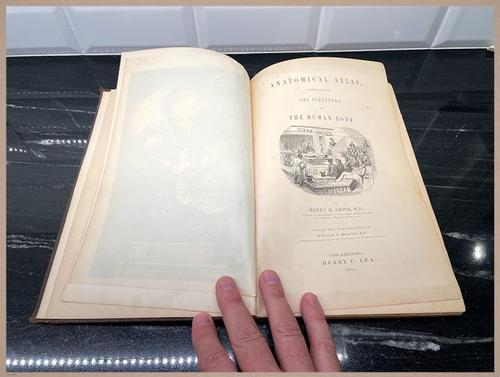 E309 - Anatomical Atlas - 7801