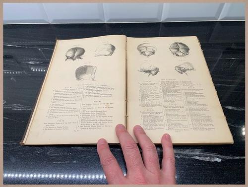 E309 - Anatomical Atlas - 7802