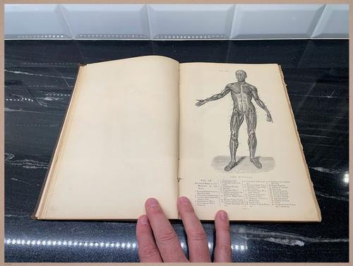 E309 - Anatomical Atlas - 7803