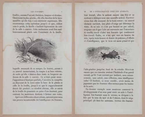 E312 - L'Intelligence Des Animaux - 8497-8498